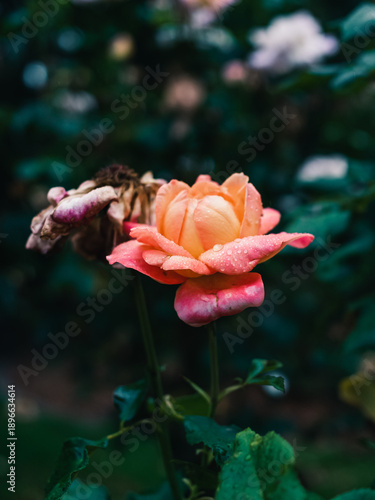 Wallpaper Mural Pink rose Torontodigital.ca