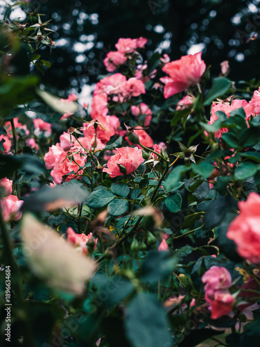 Wallpaper Mural Pink roses in the garden Torontodigital.ca