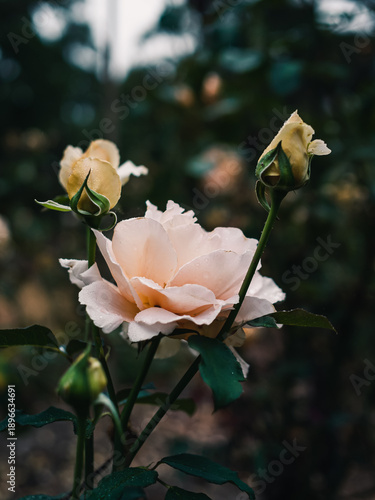Wallpaper Mural rose in the garden Torontodigital.ca