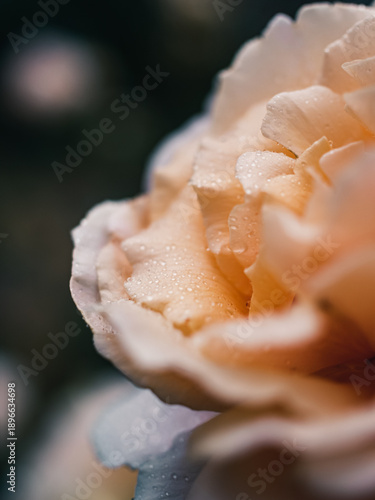 Wallpaper Mural close up of a rose Torontodigital.ca