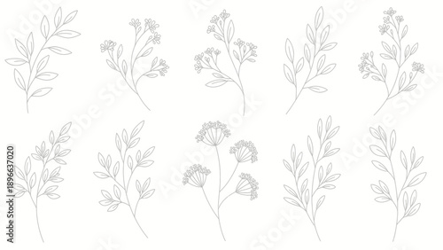 Картината върху платно Collection of Delicate Botanical Line Art Illustrations.