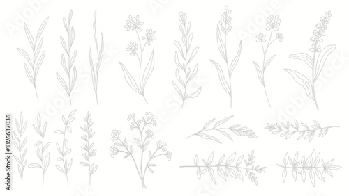 Collection of Delicate White Botanical Illustrations.