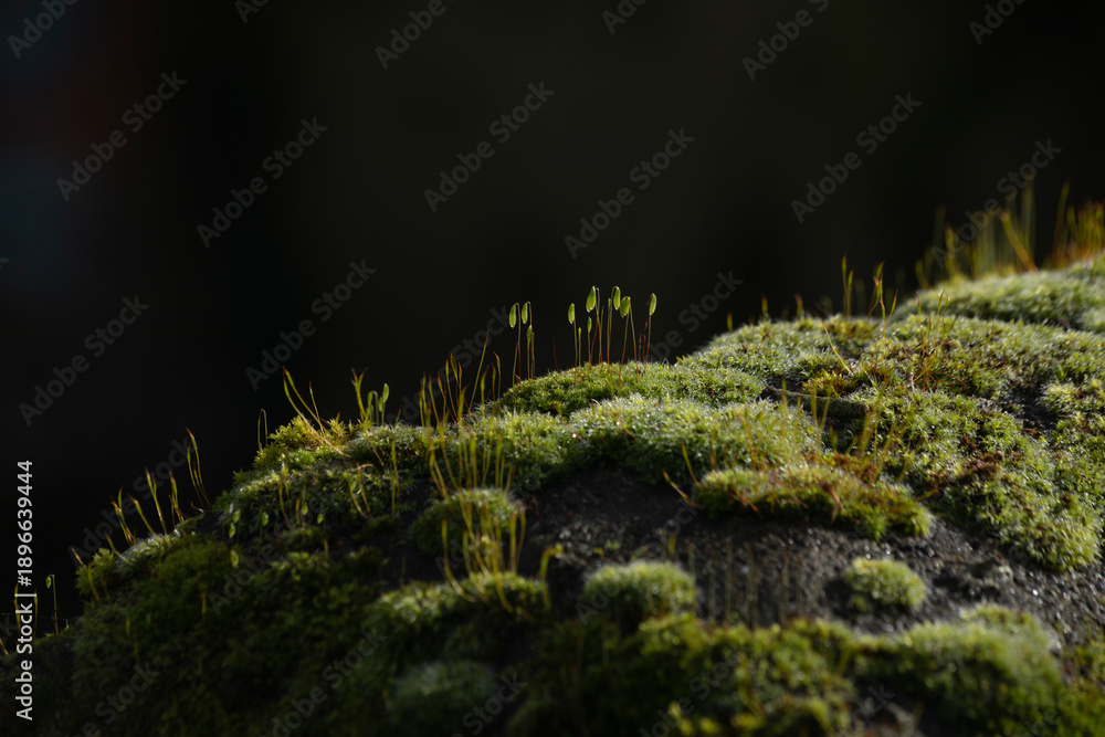 Naklejka premium dry leaf