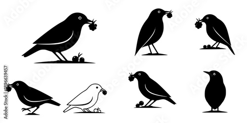 Set of Minimalist black bird eating a berry silhouette vector icon
