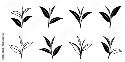 Set of Minimalist black tea plant with fresh leaves silhouette vector icon
