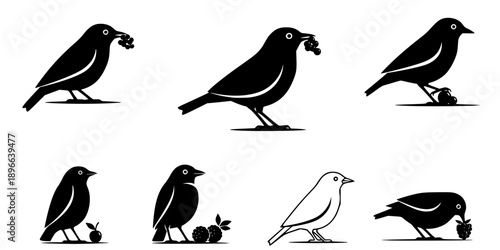 Set of Minimalist black bird eating a berry silhouette vector icon
