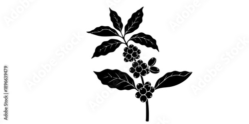 Set of Minimalist black coffee plant with berries and beans silhouette vector icon
