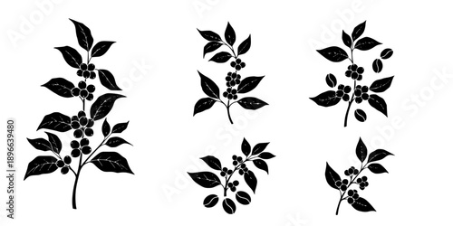 Set of Minimalist black coffee plant with berries and beans silhouette vector icon
