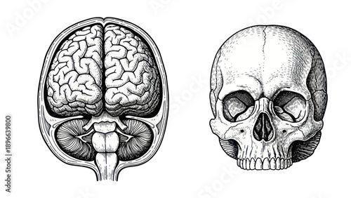 Detailed Human Brain and Skull Anatomy Engraving Illustration.