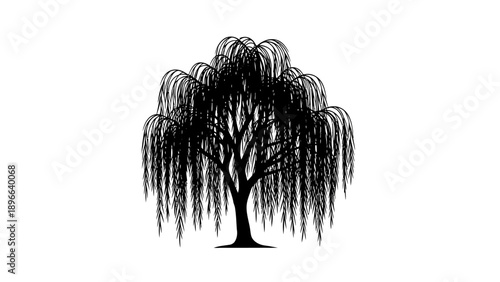Silhouette of a weeping willow tree with long, drooping branches against a white background.