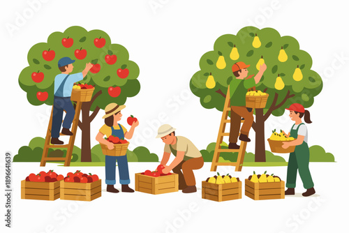 Farm workers collecting apples, pears into baskets and crates during the autumn harvest season