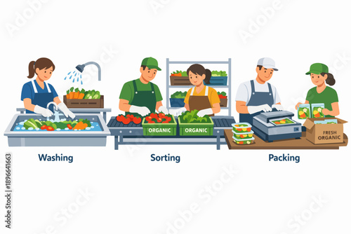 Organic vegetable production process with workers washing, sorting, and packing fresh food