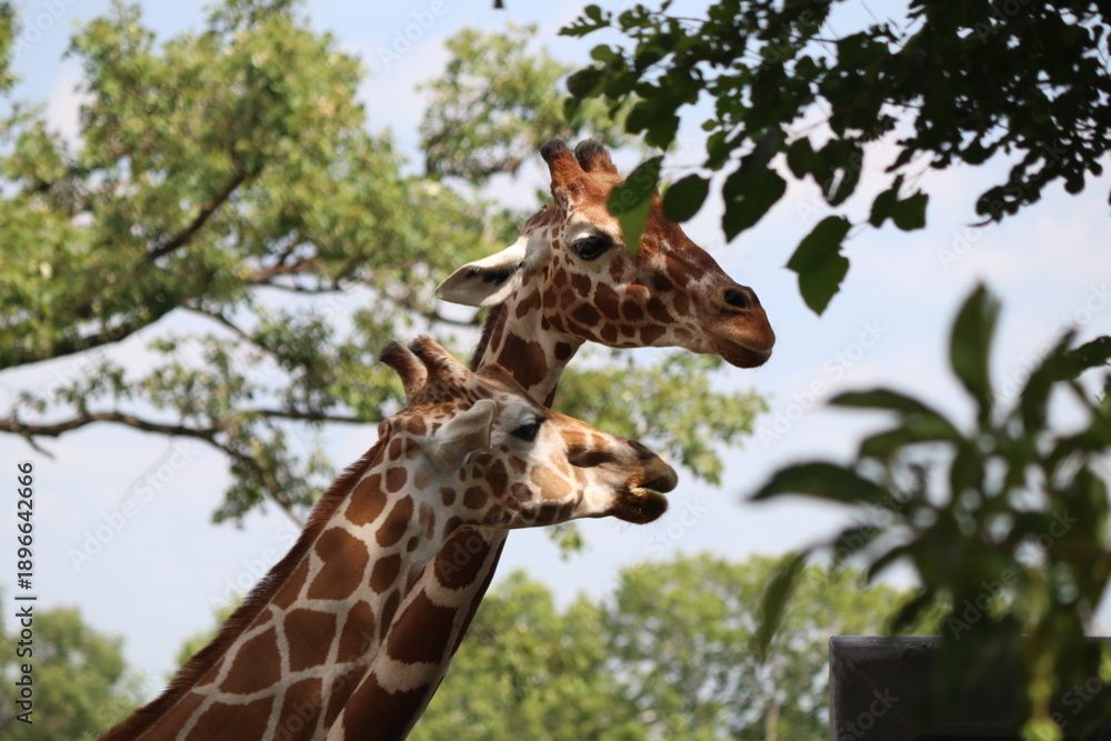 Fototapeta premium Giraffe friends