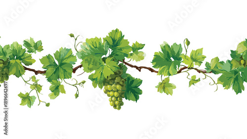 Elegant Grape Vine Border on White Background Vector Illustration