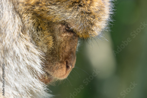 Obraz na plátně Close-up of barbary macaque face looking concentrated