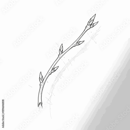 Hand-drawn illustration of a slender tree branch with small buds