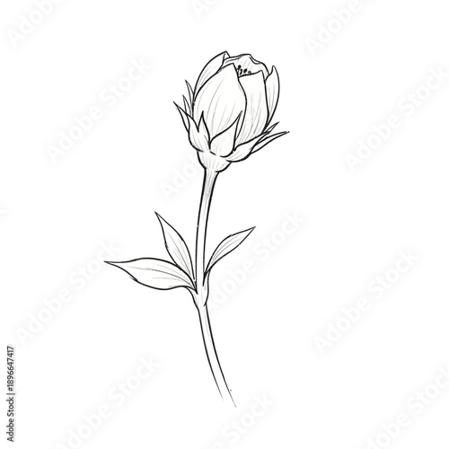 Hand-drawn sketch of a single unopened rosebud on a white background.
