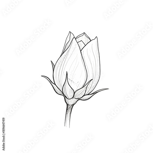 Hand-drawn sketch of a rose bud on white background