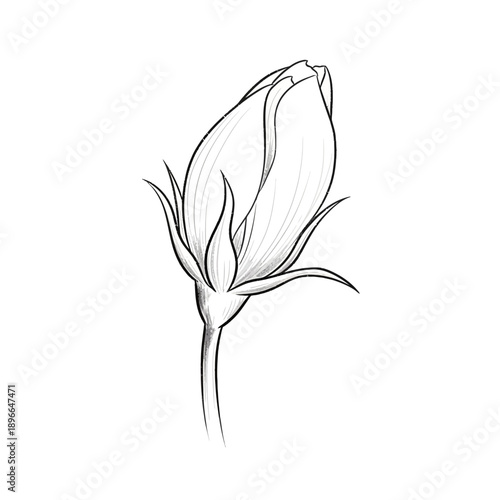 Pencil sketch of a rose bud on white background