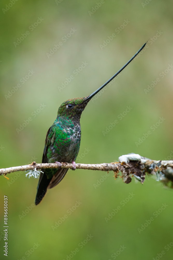 Naklejka premium The remarkable Sword-billed Hummingbird (Ensifera ensifera) with its characteristic long bill perched on a branch at the Santuario de Colibríes in the Peruvian Andes.