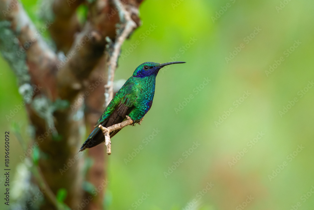 Fototapeta premium A vibrant Sparkling Violetear hummingbird with iridescent green feathers and purple ear patches perched on a branch at the Santuario de colibríes in the Sacred Valley, Peru.