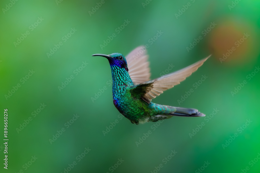 Fototapeta premium Iridescent Sparkling Violetear hummingbird (Colibri coruscans) captured in mid-air with wings spread at the Santuario de colibríes in the Andes of Peru.