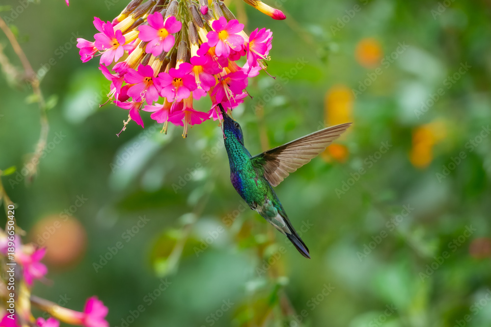 Fototapeta premium Iridescent Sparkling Violetear hummingbird (Colibri coruscans) hovering and feeding on a yellow flower at Santuario de colibríes, Peru.