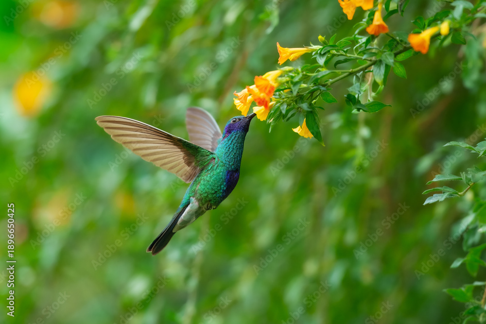 Fototapeta premium Iridescent Sparkling Violetear hummingbird (Colibri coruscans) hovering and feeding on a yellow flower at Santuario de colibríes, Peru.