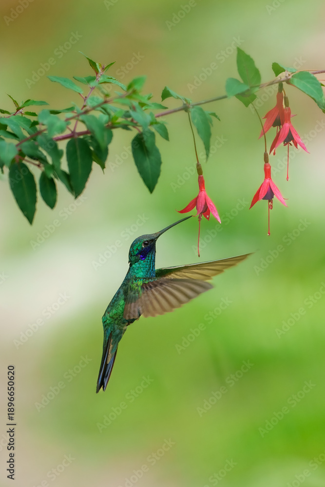 Naklejka premium Iridescent Sparkling Violetear hummingbird (Colibri coruscans) hovering and feeding on a yellow flower at Santuario de colibríes, Peru.