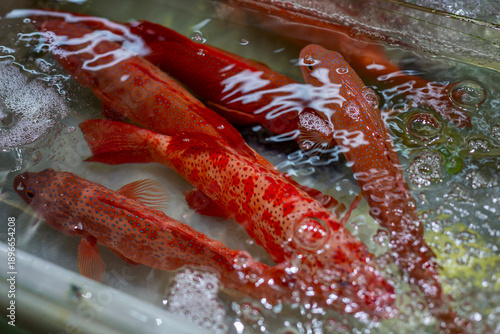 Small red fish in a container at the market. Fresh catch. Close-up.