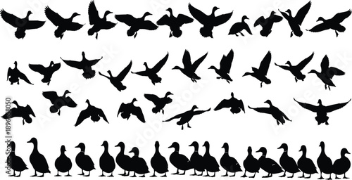 Duck silhouette vector set featuring flying and standing ducks, wildlife bird migration collection, waterfowl flock icons for nature designs, hunting and outdoor illustration