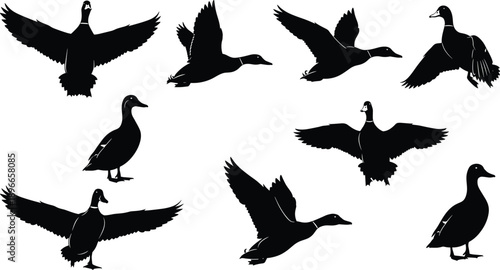 Duck silhouette vector set with flying and standing ducks, wildlife bird collection for nature illustrations, hunting designs, educational graphics, farm and waterfowl themed artwork