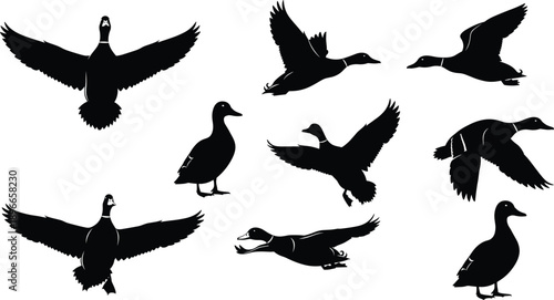 Duck silhouettes in dynamic flying and standing poses, detailed vector wildlife illustration set for nature design, hunting themes, bird study, education, and creative graphic projects