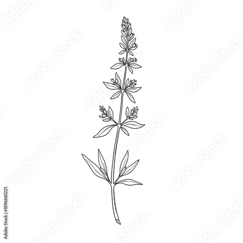Botanical illustration of a flowering plant with delicate leaves and blossoms