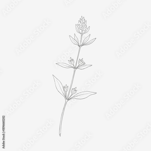 Botanical sketch of a flowering plant, minimalist line art illustration