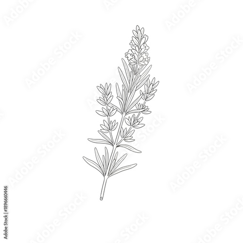 Lavender sprig sketch, botanical illustration, line art