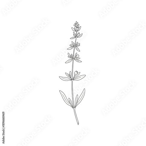 Minimalist line drawing of a single flowering plant stem