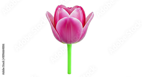 Vibrant Pink Tulip