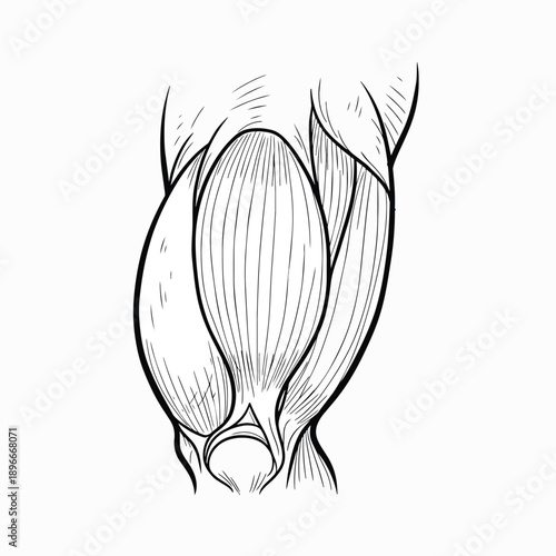 Biceps Muscle Anatomy