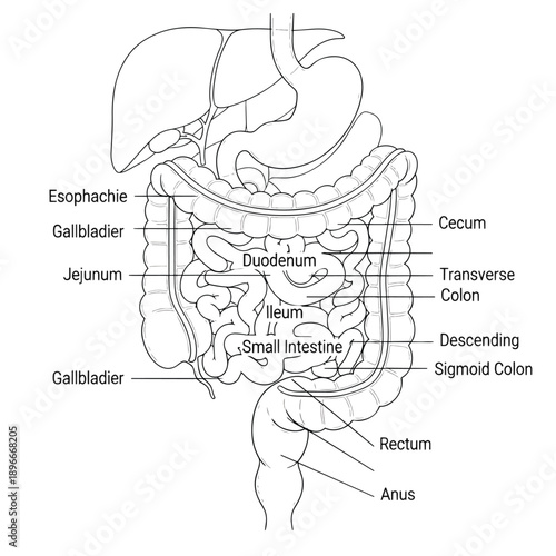 Human Digestive System Anatomy Diagram