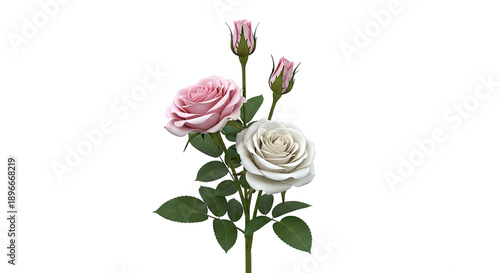 Pink and White Rose Flowers with Buds