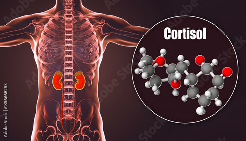 cortisol hormone molecular structure and adrenal glands medical illustration