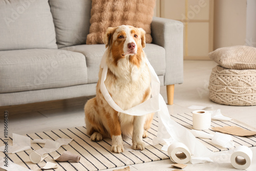 Valokuva Naughty dog with mess playing at home