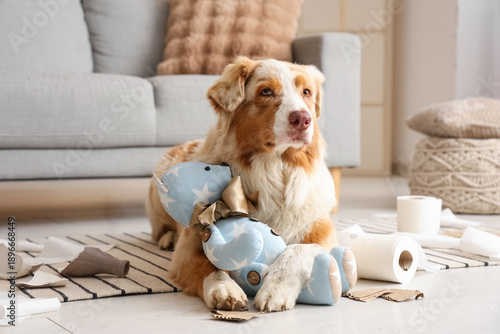 Naughty dog with mess playi...