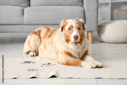 Naughty dog with paw prints...