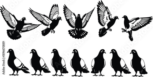 Pigeon bird silhouette set with flying and standing poses black vector collection isolated wildlife urban dove illustration