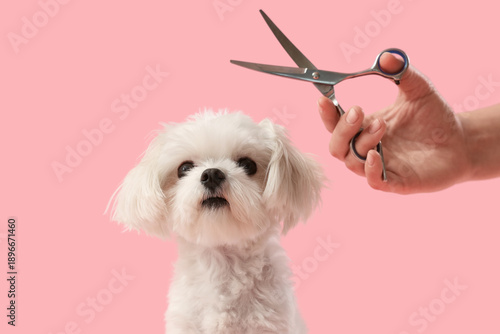 Female groomer with scissor...