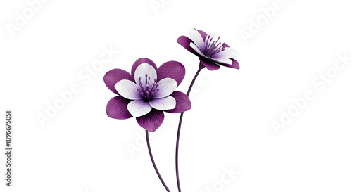Two purple and white flowers on white background