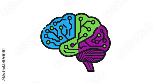 Human Brain Anatomy Illustration with Colors.