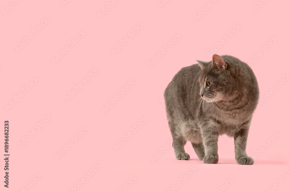 Obraz premium Cute grey cat on pink background